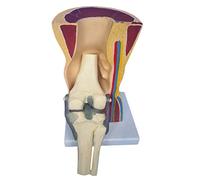 HUIBBGO Modèle Anatomique du Genou avec ligaments - Modèle de Genou Humain - Modèle de Squelette et de Muscles pour l'étude Scientifique et l'apprentissage médical.