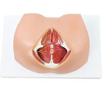 HUIBBGO Modèle Anatomique du périnée féminin avec Muscles, vaisseaux sanguins et nerfs, échelle 1:1, modèle pédagogique d'anatomie des Organes reproducteurs Humains, pour l'enseignement de