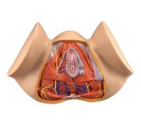 HUIBBGO Modèle Anatomique du périnée féminin, Modèle d'anatomie Humaine, Modèle d'anatomie gynécologique, Modèle des Organes reproducteurs féminins