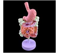 HUIBBGO Modèle Anatomique du système digestif Humain - Modèle d'anatomie des Organes Humains - Modèle du Gros intestin - Modèle Anatomique Gastro-intestinal