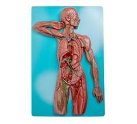 HUIBBGO Modèle Anatomique du système lymphatique Humain, modèle Anatomique du système immunitaire Humain, vaisseaux et Ganglions lymphatiques en PVC : matériel pédagogique pour l’enseignem