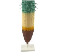 HUIBBGO Modèle Anatomique du système racinaire des Plantes, modèle agrandi d'une Section longitudinale de Racine, Outils pédagogiques pour l'enseignement de la biologie au collège et au LY