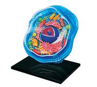 HUIBBGO Modèle Anatomique d'une Cellule Animale - Kit Scientifique pour l'étude de l'anatomie cellulaire avec 24 éléments Amovibles - Modèle pédagogique médical - Modèle d'anatomie détaill