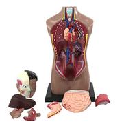 HUIBBGO Modèle Anatomique, modèle 4D du Corps Humain, modèle d'assemblage des Organes Humains, modèle du Torse Humain, Organes internes médicaux pour Les Sciences en Maternelle et à l'écol