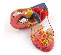 HUIBBGO Modèle Anatomique, modèle de Squelette, modèle de cœur Humain détachable, modèle d'anatomie détaillée d'organe Humain, modèle de cœur à Usage pédagogique, modèle d'organe médical