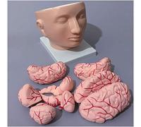 HUIBBGO Modèle Anatomique, modèle pédagogique à Assembler, modèle de Cerveau avec Cerveau, crâne Humain, artère cérébrale, modèle d'étude et d'exposition, modèle de Squelette