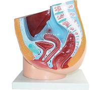 HUIBBGO Modèle Anatomique, Modèle pédagogique de biologie, Modèle d'anatomie, Modèle d'anatomie des Organes Humains, Modèle Anatomique du Bassin féminin, Modèle détachable à Rotation pour