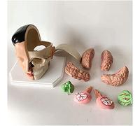 HUIBBGO Modèle Anatomique, modèle pédagogique, modèle de Cerveau, modèle d'artère crânienne, modèle de Cerveau Humain Amovible pour l'aide à l'enseignement médical, équipement de laboratoi