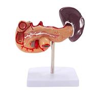 HUIBBGO Modèle Anatomique, Squelette, Corps Humain, modèle Humain pour l'étude de l'anatomie, modèle d'organe Humain, modèle Anatomique, modèle Anatomique du cœur Humain