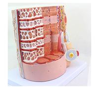 HUIBBGO Modèle corporel, modèle de Squelette, modèle de Fibres Musculaires, modèle de microstructure des Fibres (avec Zoom), modèles d'anatomie Humaine écologiques pour démonstrations médi