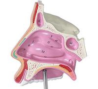 HUIBBGO Modèle corporel, modèle de Squelette, modèle Nasal - Panneau numérique détachable, modèles scientifiques d'anatomie Humaine, Organes Humains - pour l'aide pédagogique médicale et l