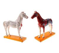 HUIBBGO Modèle d'acupuncture et de moxibustion pour Chevaux, modèle d'anatomie équine, modèle de référence pour l'enseignement médical, modèle pédagogique d'anatomie
