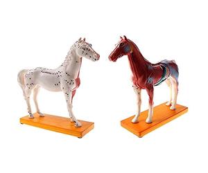 HUIBBGO Modèle d'acupuncture et de moxibustion pour Chevaux, modèle d'anatomie équine, modèle de référence pour l'enseignement médical, modèle pédagogique d'anatomie