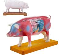 HUIBBGO Modèle d'acupuncture porcine avec 55 Points d'acupuncture : modèle d'étude Anatomique, représentation des Tissus physiologiques et des Points d'acupuncture chez Le Porc, à Usage vé