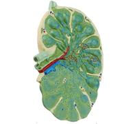 HUIBBGO Modèle d'agrandissement des Ganglions lymphatiques, modèle Biologique détachable pour l'enseignement, modèle Anatomique des Ganglions lymphatiques, modèle Biologique détachable pou