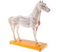 HUIBBGO Modèle d'anatomie Animale, modèle de Point d'acupuncture pour Cheval, modèle d'anatomie 4D, modèle de Corps de Cheval, modèle d'acupuncture équine pour l'enseignement vétérinaire.