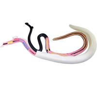 HUIBBGO Modèle d'anatomie Biologique de ver suceur de Sang Modèle d'anatomie expérimentale Modèle détachable de schistosomiase Modèle de Science d'enseignement de la biologie Spécimen de z