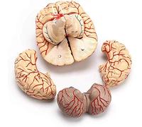 HUIBBGO Modèle d'anatomie Modèle d'anatomie d'organe 1: 1 Modèle de Cerveau Humain Grandeur Nature avec artères Éducation Anatomique à l'école de médecine