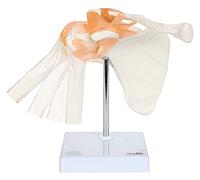 HUIBBGO Modèle d'articulation de l'épaule Humaine Flexible et anatomiquement précis ; modèle de Squelette de l'épaule ; Anatomie du Squelette Humain