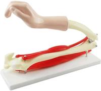 HUIBBGO Modèle de l'articulation du coude - Modèle de Muscle squelettique du Bras - Outil pédagogique pour l'apprentissage de l'anatomie médicale et de la biologie - Modèle d'activité de l