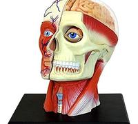 HUIBBGO Modèle de Squelette 4D du Corps Humain : Muscles, nerfs et Organes anatomiques. Comprend 14 Parties détachables et Un Support d’Exposition. Modèle à Monter soi-même pour l’enseigne