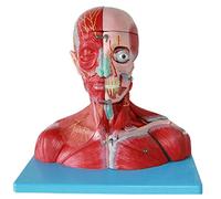 HUIBBGO Modèle de Squelette à Assembler, modèle éducatif Comprenant Un Cou avec vaisseaux, nerfs et Cerveau, Un modèle Musculaire en Plastique, Un modèle d'anatomie Humaine à visée pédagog