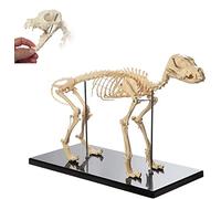 HUIBBGO Modèle de Squelette de Chat avec Support en Plastique - Modèle Anatomique du Squelette de Chat pour Les Cours de médecine vétérinaire - Outil de démonstration - Modèle pédagogique