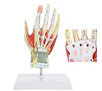 HUIBBGO Modèle de Squelette de Main en 7 Parties avec Muscles, ligaments, nerfs et artères. Modèle Anatomique de la Main. Pièces Amovibles et numérotées montrant Les détails et la structur