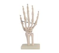 HUIBBGO Modèle de Squelette de Main Humaine - Modèle Anatomique Grandeur Nature de Main, modèle d'os de Paume Humaine pour l'enseignement orthopédique, modèle de démonstration, Aide à la f