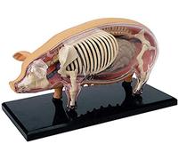 HUIBBGO Modèle de Squelette, Modèle Anatomique, Modèle ionique, Simulation, Porc, Modèle Anatomique - Anatomie, Biologie Animale, Modèle d'organe pour l'enseignement de l'anatomie médicale