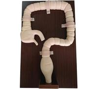 HUIBBGO Modèle d'examen de coloscopie, modèle de côlon Humain, simulateur de sigmoïdoscopie, Outils pédagogiques de démonstration pour la Formation à la coloscopie, pour l'étude médicale.