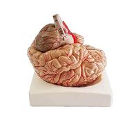 HUIBBGO Modèle d'organe Grandeur Nature du Cerveau Humain, en PVC, Amovible et respectueux de l'environnement.