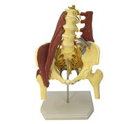 HUIBBGO Modèle d'organe Humain, modèle Grandeur Nature de Bassin féminin Adulte, modèle osseux de la Colonne Lombaire, modèle de Bassin avec Muscles du Plancher pelvien, modèle d'anatomie