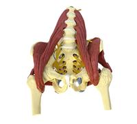 HUIBBGO Modèle d'organe Humain, modèle Grandeur Nature de Bassin féminin Adulte, modèle osseux de la Colonne Lombaire, modèle de Bassin avec Muscles du Plancher pelvien, modèle d'anatomie