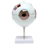 HUIBBGO Modèle éducatif de l'œil Humain, grossissement x6, Anatomie du Globe oculaire, modèle Anatomique détachable, modèle d'organe Humain, modèle d'anatomie de l'œil, Anatomie médicale d