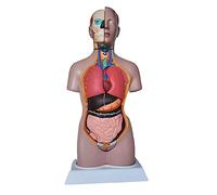 HUIBBGO Modèle pédagogique de Demi-Torse Humain de 42 cm - Modèle anatomiquement précis - Utilisation en Classe pour l'étude de l'anatomie Humaine