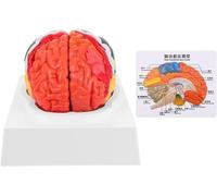 HUIBBGO Modèle pédagogique de la Structure des Organes Humains avec 8 pièces démontables et remontables. Modèle d'anatomie du Cerveau. Modèle de Cerveau Humain Grandeur Nature. Modèle 3D d