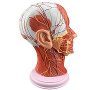 HUIBBGO Modèle pédagogique, Modèle cérébral pour l'enseignement du modèle neurovasculaire Superficiel et de la Musculature, Modèle Classique d'anatomie de la tête en Coupe médicale pour l'