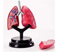 HUIBBGO Modèle pulmonaire - Modèle d'anatomie d'organe Humain Modèle Anatomique pulmonaire - Modèle pulmonaire détachable - Système respiratoire Humain Structure pulmonaire Anatomie - pour