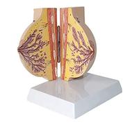HUIBBGO Modèle squelettique, modèle Anatomique, modèle d'anatomie du Sein, modèle Humain, modèle d'organes Humains avec Base, modèle d'anatomie pathologique du Sein