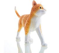 HUIBBGO Modèles anatomiques, Anatomie du Chat, Spécimens anatomiques Animaux, Modèles anatomiques d'organes Animaux, Outil pédagogique de biologie Humaine et vétérinaire, Modèle de démonst