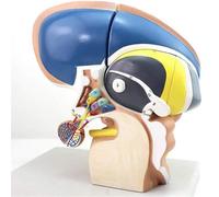 HUIBBGO Modèles anatomiques neuroanatomiques : Modèle thalamique en 4 Parties, adapté à l'enseignement médical. Modèle du diencéphale Humain. Modèle du Thalamus en 4 Parties. Grossissement