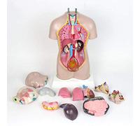 HUIBBGO Modèles médicaux, Modèle d'anatomie du Corps Humain - Torse Humain de 42 cm, modèle Anatomique viscéral - Modèles de Torse bisexuel détachables en 13 Parties, pour la Formation méd