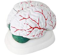HUIBBGO Modèles médicaux, Modèle éducatif d'anatomie du Cerveau Humain, Modèle de Cerveau en 3 Parties détachables, Département du Cerveau, Cœur, Modèles médicaux