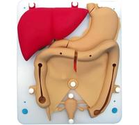 HUIBBGO Module de Formation à la Chirurgie laparoscopique, modèle d'organe du système urinaire en Silicone, simulateur laparoscopique réaliste à l'échelle 1:1, modèle Organique Flexible et