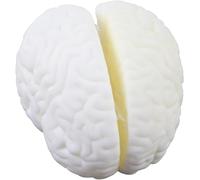 HUIBBGO Structure cérébrale Naturelle des hémisphères - Modèle Grandeur Nature d'un hémisphère cérébral - Matériel pédagogique en biologie - Outils d'apprentissage pour Les étudiants - Équ