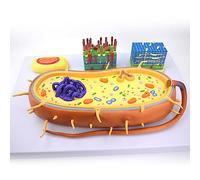 HUIBBGO Version agrandie du modèle de Structure : morphologie, Structure et Fonction, Noyau, Chromosome, flagelle Biologique. Modèle pédagogique d’Anatomie.
