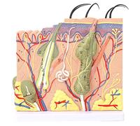 Huidvergroot Model 50-voudig vergroot driedimensionaal anatomisch educatief gereedschap voor Anatomie biologie laboratoriumonderzoek en Analyse, #411