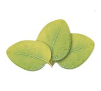 Camylle – Velours de Spa Eucalyptus – Huiles essentielles 100% pures – 250 ml