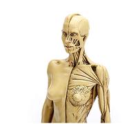 Huili Anatomie féminine Figure - 28.5cm Anatomie du Corps Humain Figure Superficiel Modèle Anatomique Muscle - Matériau Résine Body Art Peinture Sculpture Référence Mannequin pour Les Artistes